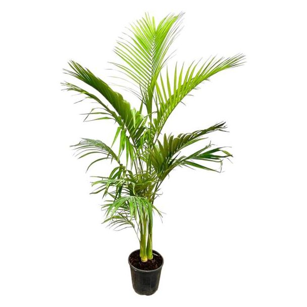 Tropische binnen palm Archontophoenix Alexandrae Grupo met meerdere stammen - 200cm - ø50cm