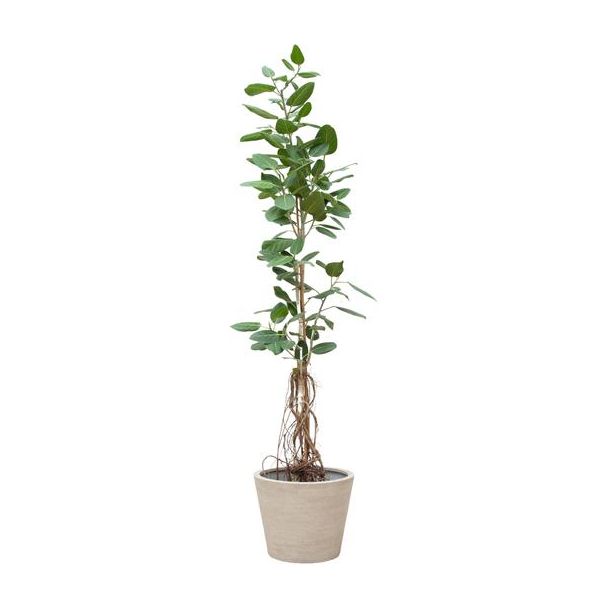 Indiase Banyanboom - Ficus Benghalensis Audrey Op Stam - Kamerplant met Hangende Wortels - 220cm - ø45