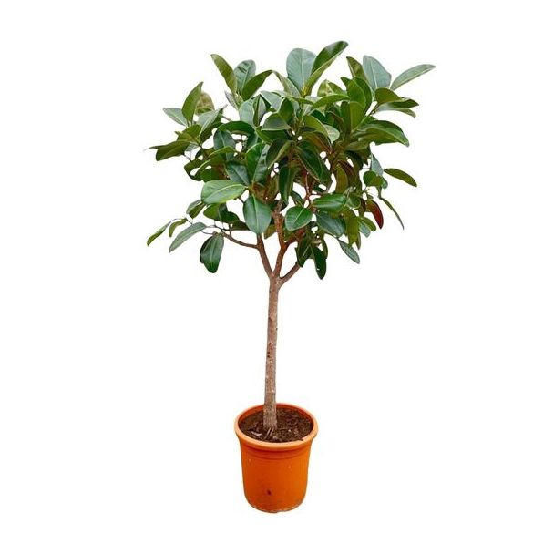 Rubberplant binnen op een stam | 2.1 meter hoge Ficus Elastica Robusta - ø40 cm