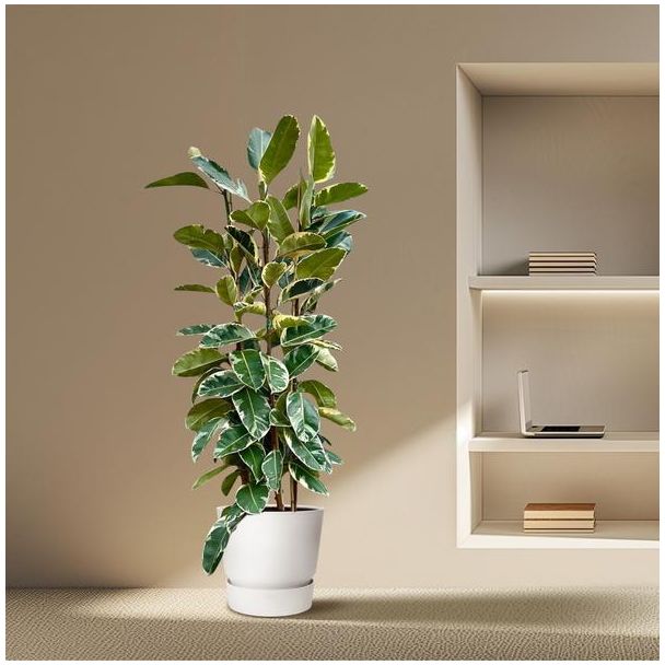 Opvallende rubberplant binnen Ficus Elastica Tineke struik - ca. 2,25 m hoog, ø40