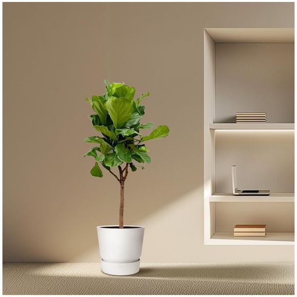 Ficus Lyrata met viool vormige bladeren, Vioolbladplant boom variant - 180 cm hoog, ⌀30