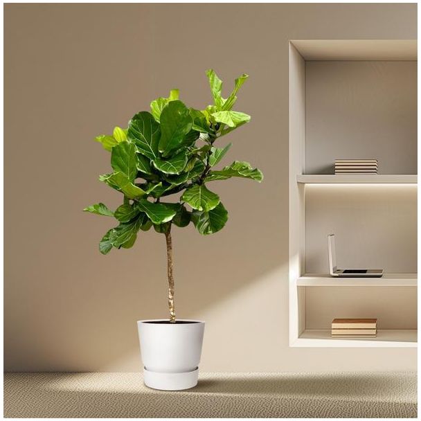 Grote variant Ficus Lyrata - Vioolbladplant XXL - 210 cm - ø40 - Esthetisch - Luchtzuiverend