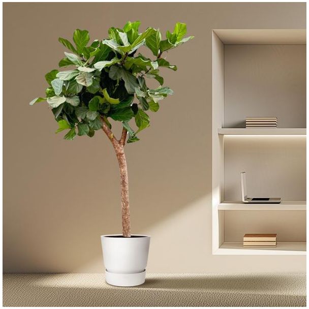 XXXL Ficus Lyrata boom van wel 230 cm, ø42 - Vioolbladplant voor diverse ruimtes