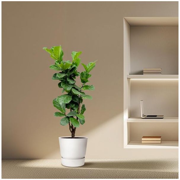 Luchtzuiverende Ficus Lyrata vertakt - 180cm - Vioolbladplant voor Gezond Binnenklimaat