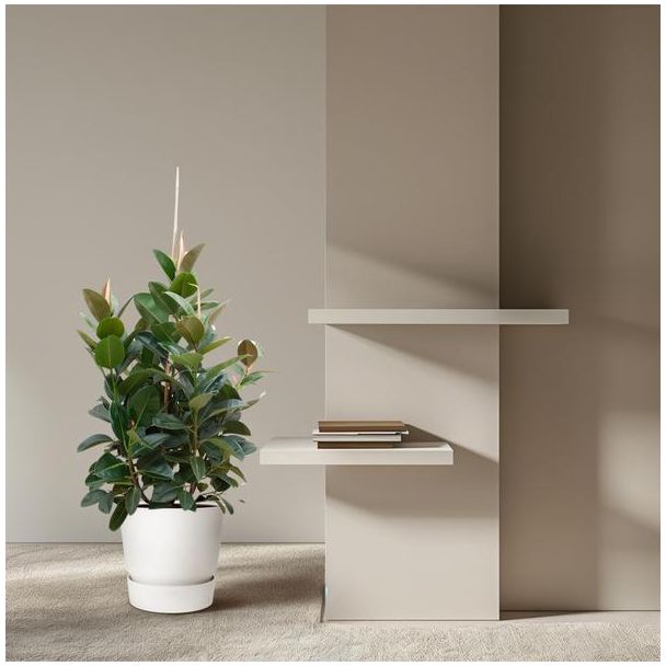 Compacte kamerplant Ficus Robusta - Vertakte Ficus binnen - ongeveer 150 cm hoog - ø38