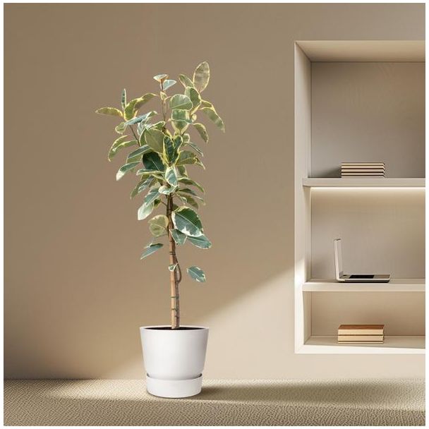 Hoge Ficus Tineke Vijg - Kamervijg met groen, crème en roze bladeren - 220 cm hoog - ø30