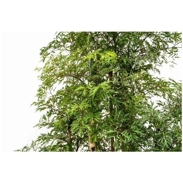 Aralia binnen plant | Vertakte variant Polyscias Ming | 140 cm hoog | Veilige kamerplant voor huisdieren