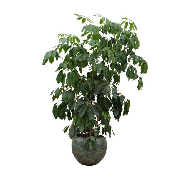 Parapluplant, Vingerplant, Groene Kamerplant, Tropisch, Schefflera Amate XL - 250 cm - ø50