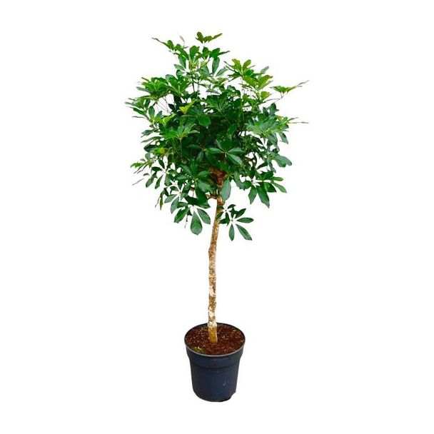 Vingerboom met slanke stam | 180 cm hoge Schefflera op stam | Aantrekkelijke kamerplant