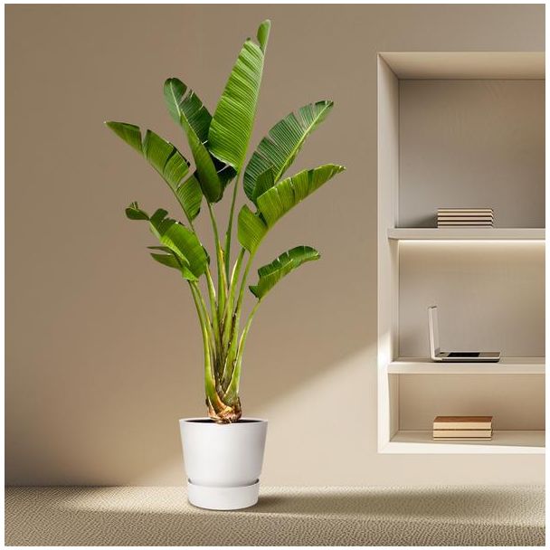 Grote kamerplant Strelitzia Augusta | Exotische kamerplant van wel 2,5 meter hoog - ⌀45 cm