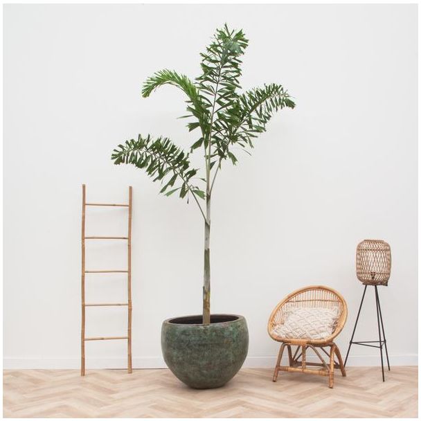 Wodyetia Bifurcata | Foxtail Palm | Slanke palm binnen - 240cm - ø50