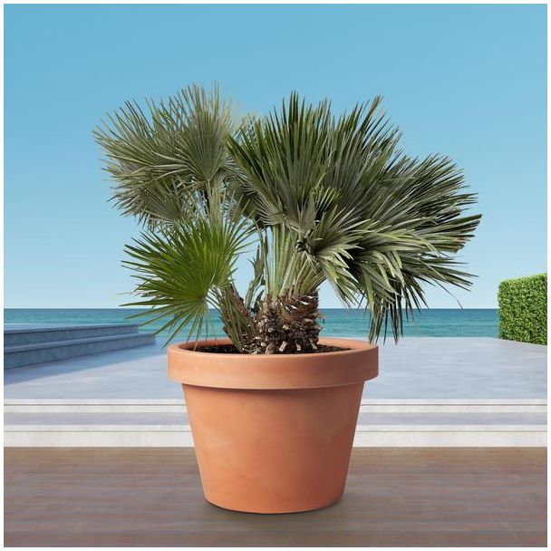 Compacte europese dwergpalm 120 cm hoog en 80 cm breed, compacte buitenboom