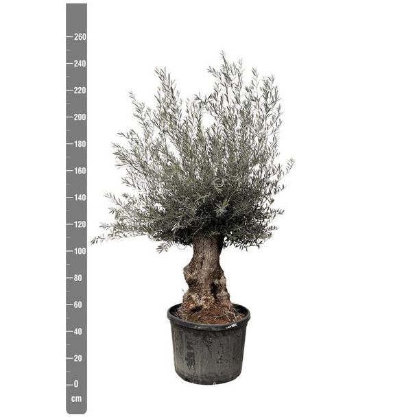 olijfboom miniatuurversie (Olea Europaea Bonsai) 225 cm hoog