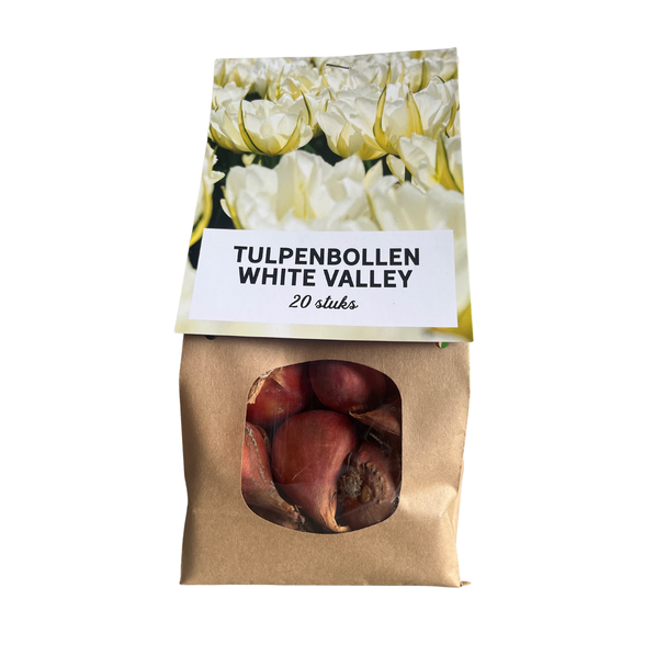 20x White Valley TulpenBollen - bloembollen - tulpen - Wit