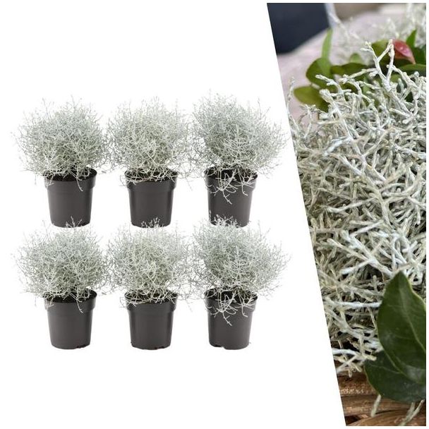 6 stuks Zilverstruik Calocephalus - 10 cm Ø - 15cm ↕ Voor Buiten en Binnen