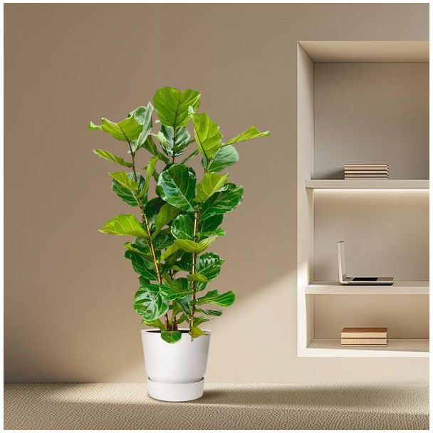 Ficus Lyrata Kamerplant – Vioolbladplant Struik - Groene vijg – 160 cm Hoog – potmaat Ø30