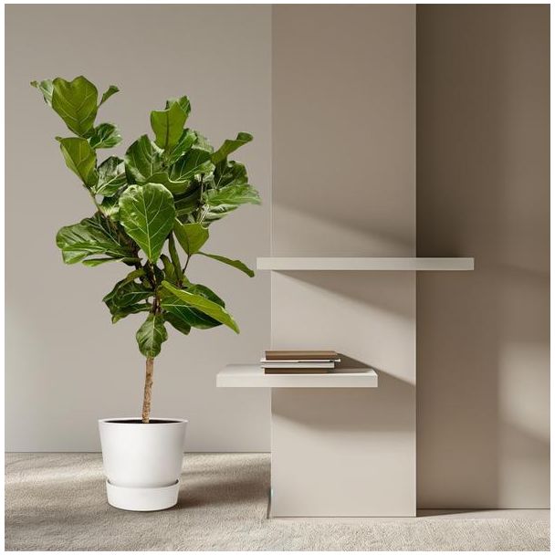 Ficus Lyrata op dunne stam | Binnenplant Vijg Lyrata stam - 160 cm hoog