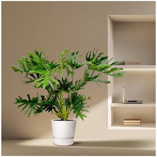 Frappante kamerplant Philodendron Selloum - Tree Philodendron binnen - 150 cm - Ø30