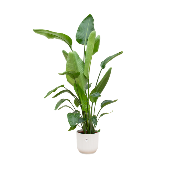 In het oog springende kamerplant Strelitzia Nicolai met witte pot - 180 cm hoog