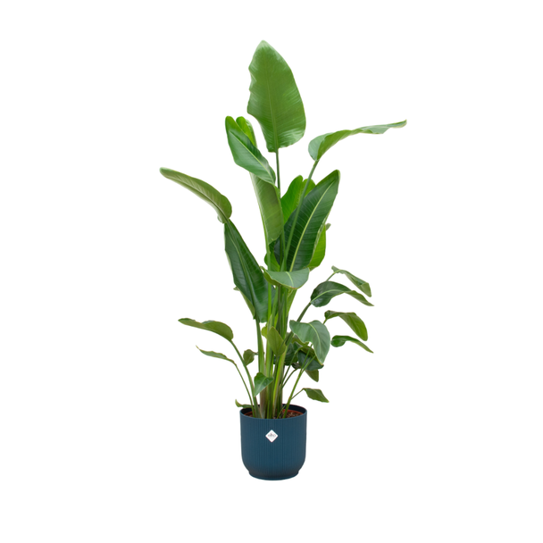 Combinatie van kamerplant Strelitzia Nicolai en blauwe pot - 180 cm hoog - Ø30