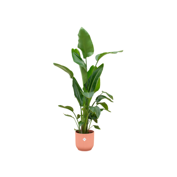 Set met roze pot en Strelitzia Nicolai - 160 cm binnenplant - onderhoudsvriendelijk