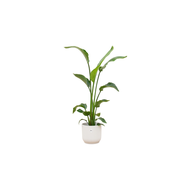 Kamerplant Strelitzia Nicolai met Natuurlijke stijl - 1.2 meter hoog - witte pot inbegrepen