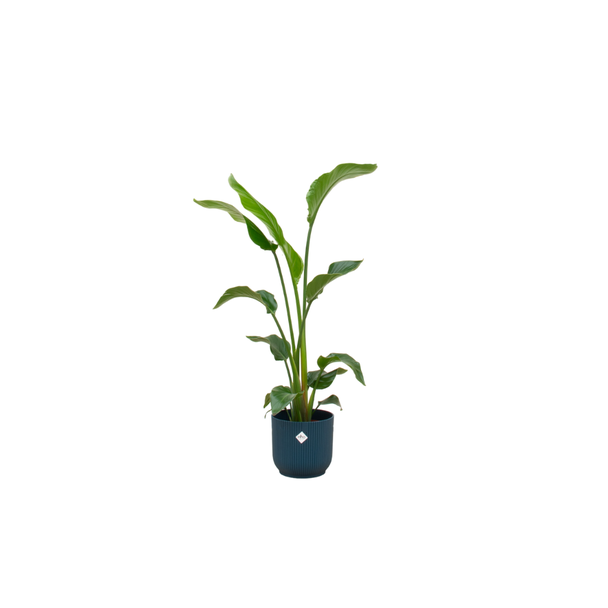 Combinatie Strelitzia Nicolai en blauwe pot - ca. 100 cm hoog - Ø22 - Luchtzuiverende kamerplant