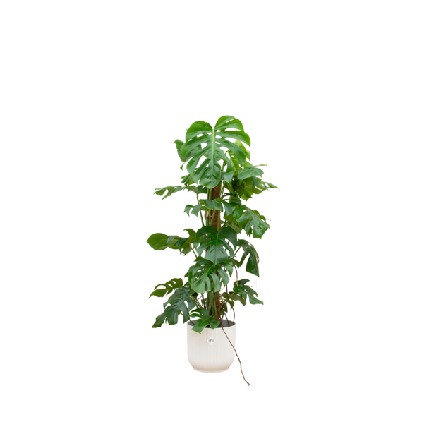 Markante gatenplant voor binnenruimtes in witte pot Ø30 - 120 cm hoog - Monstera Pertusum XL