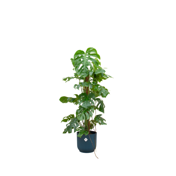 Combinatie Monstera Pertusum XL en blauwe pot Ø30 - ca. 120 cm hoog