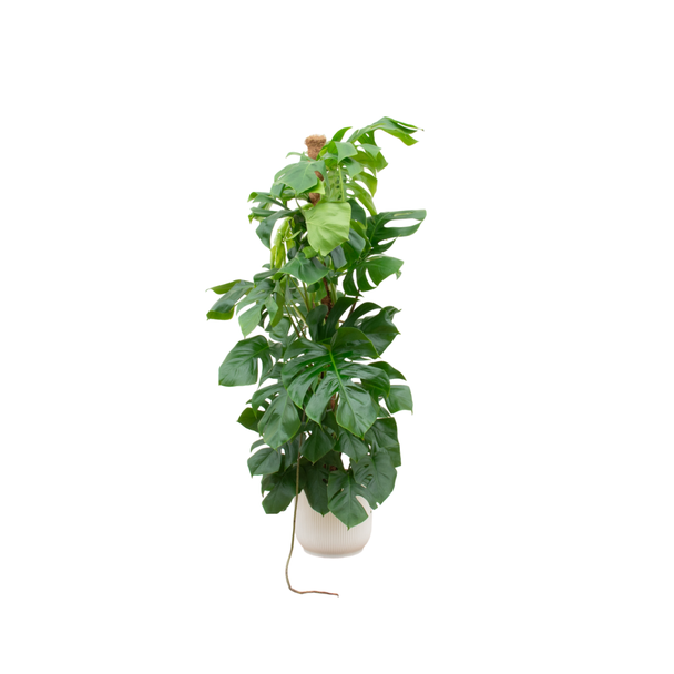 Klimplant Monstera Pertusum XL in witte pot - grote variant van gatenplant - 150 cm hoog - Ø30