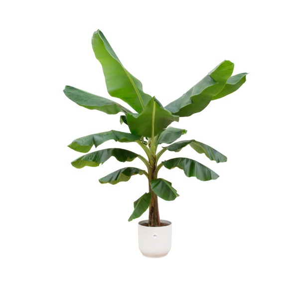 De Musa met duurzame pot Ø30 - Kamerplant 180 cm - Witte Elho vibes fold pot