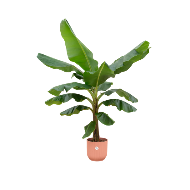 Bananenplant in roze pot voor binnenruimtes - 180 cm hoog - Ø30 pot