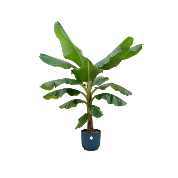 180 cm hoge kamerplant musa met blauwe pot inbegrepen - Ø30 pot - Bananenplant met grote bladeren