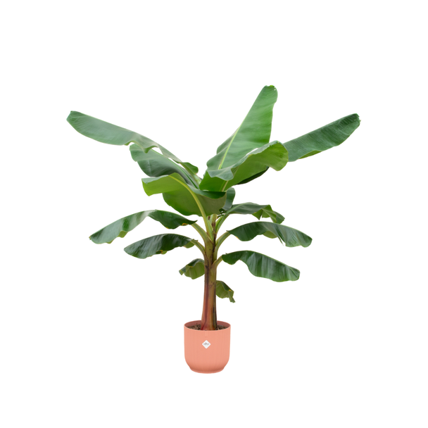 Roze pot en Musa plant als 1 combinatie - 150 cm hoge kamerplant - Ø30 pot