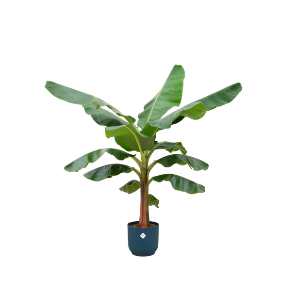 Glansrijke Musa binnen in blauwe pot - 150 cm hoge bananenplant - pot Ø30cm