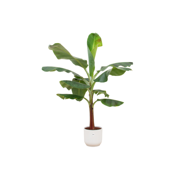 Bananenboom 120 cm + Elho Vibes Wit Ø22 - Combi Deal Binnenplant