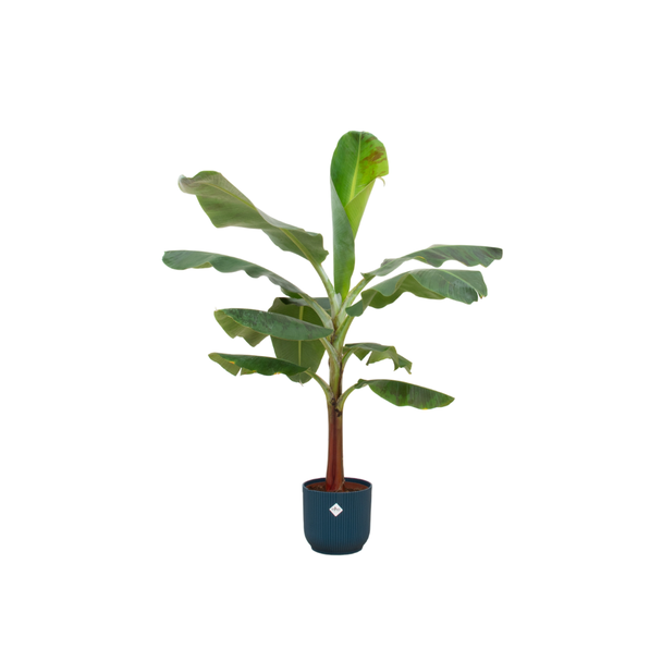 Bananenplant in Pot - Musa 120 cm met Elho Vibes Blauw Ø22 - Perfecte Kamerplant