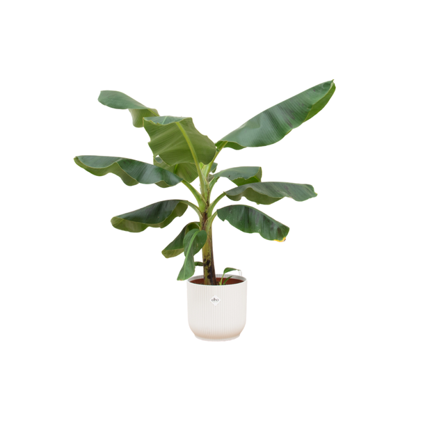 Bananenplant (Musa) met Elho Vibes Fold Round Wit sierpot  - Exotische Kamerplant - 100 cm Hoog - Ø23cm