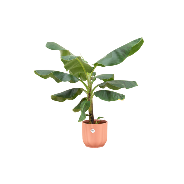 Bananenplant (Musa) met Elho Vibes Fold Round roze sierpot  - Exotische Kamerplant - 100 cm Hoog - Ø23cm