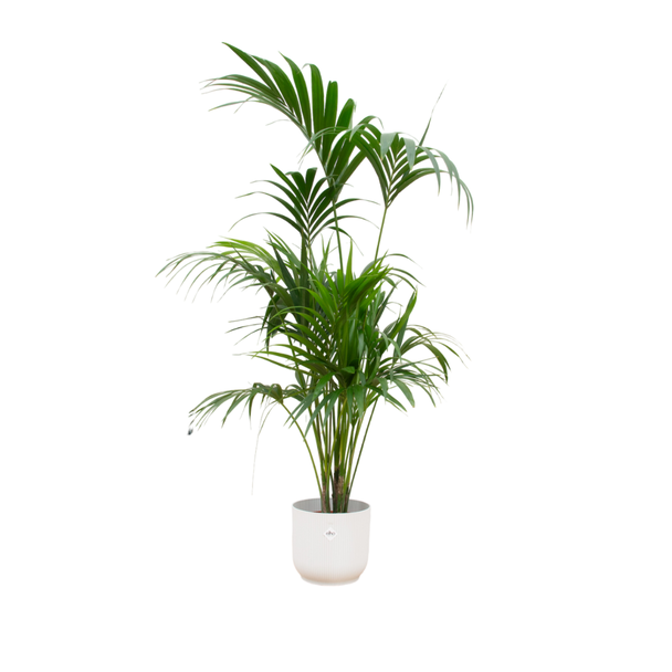 Howea Forsteriana in witte pot | Kentia palm en pot wit Ø30 | 180 cm hoge palm binnen