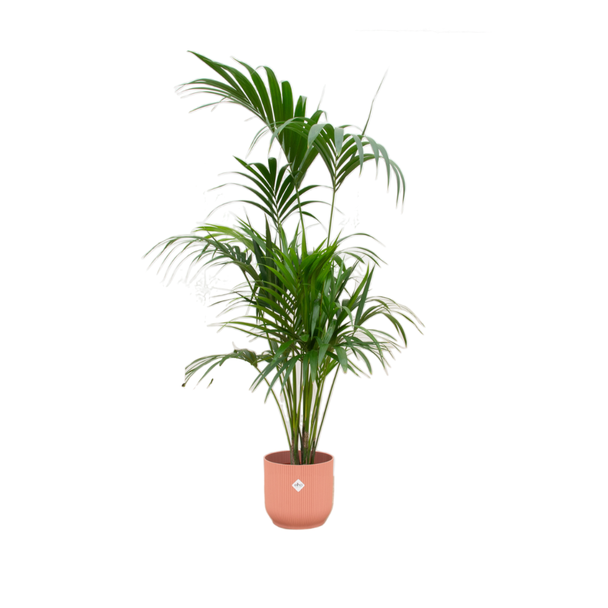 Combi Howea en roze pot - 180 cm hoge palm (Kentia palm) voor binnenruimtes - Niet giftige kamerplant