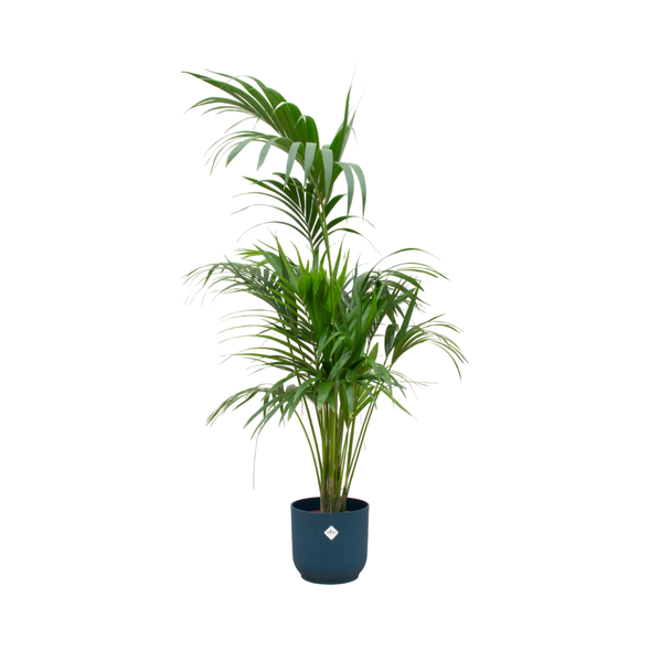 Kamerpalm met beperkte onderhoud - Kentia palm in blauwe pot 180 cm hoog