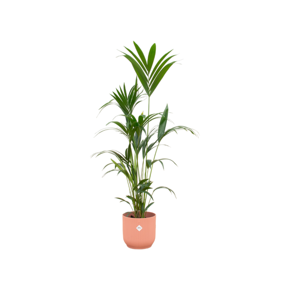 Plant veilig voor honden voor binnen 160 cm hoog in roze pot - Kentia palm