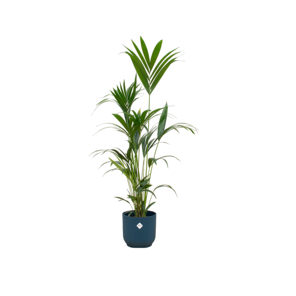 Combinatie Kentia palm en blauwe pot - binnenplant veilig voor huisdieren 160 cm hoog