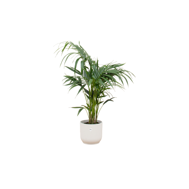 Kentia palm voor binneninterieur 130 cm hoog - inclusief witte pot elho Vibes Fold Round Ø25