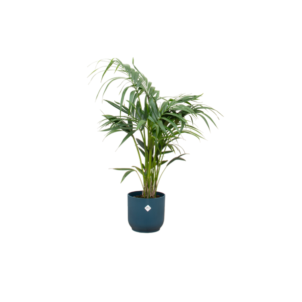 Lang levende kamerplant Kentia Palm 130 cm hoog - Elegant en tijdloos - blauwe pot inbegrepen Ø25