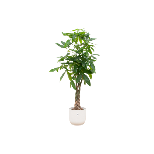 Pachira Aquatica (geldboom) met witte pot - 160 cm hoge kamerplant met unieke stam