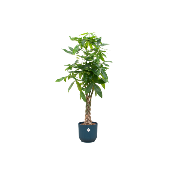 Geldboom /Pachira Aquatica - inclusief blauwe pot - plant met unieke stam - 160 cm hoog