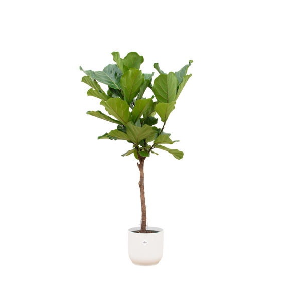 Vijg kamerplant Lyrata (Ficus Lyrata) - plant op stam 170 cm - incl. witte pot