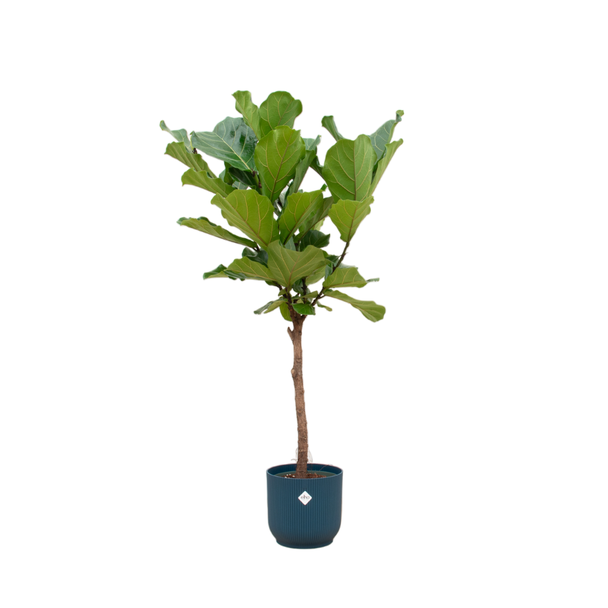 Vijg Lyrata 170 cm | Vioolbladplant in Blauwe Pot | Groene Kamerplant